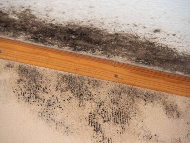 Best Airborne Mold Testing  in Schuylkill Haven, PA