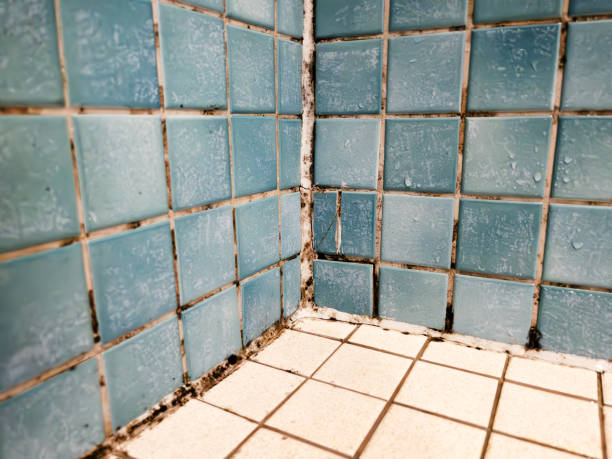 Mold Documentation for Insurance Claims in Schuylkill Haven, PA