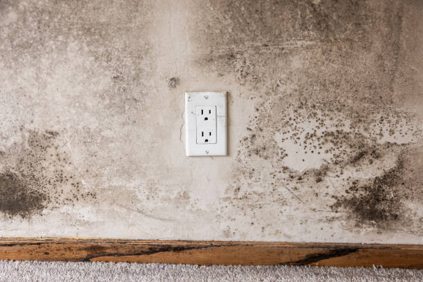 Best Water Damage & Mold Remediation  in Schuylkill Haven, PA